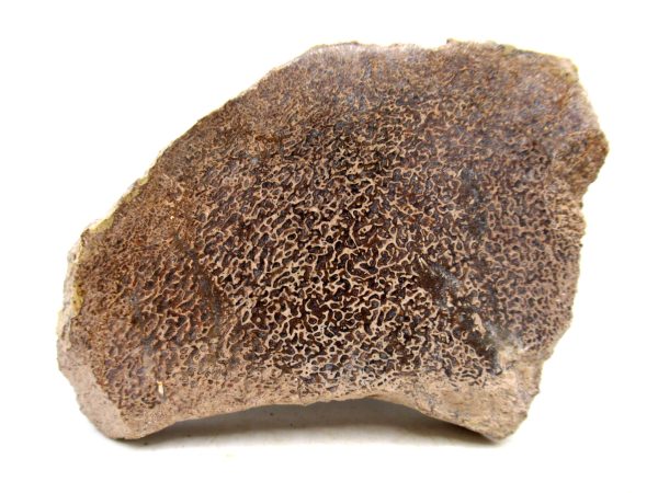 Cretaceous Dinosaur Fossil Polished Bone Slice for Sale #103 - 4.12" - Image 2