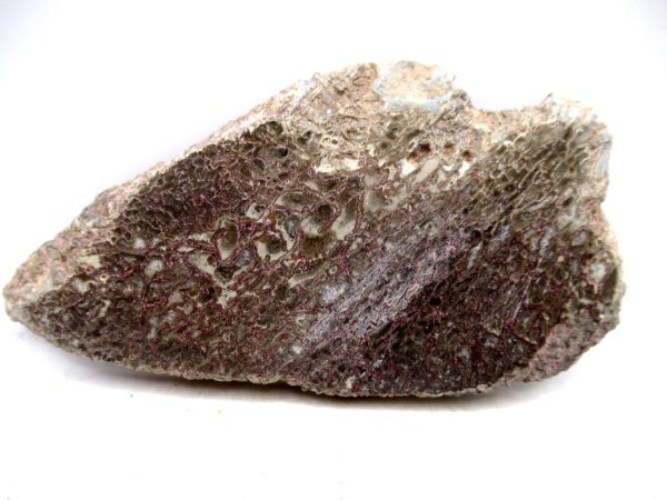 Cretaceous Dinosaur Fossil Polished Bone Slice for Sale #104 - 4.22"