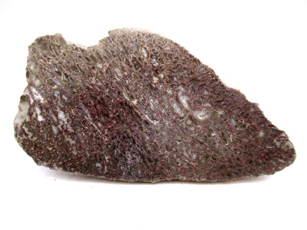 Cretaceous Dinosaur Fossil Polished Bone Slice for Sale #104 - 4.22" - Image 2