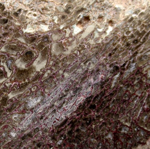 Cretaceous Dinosaur Fossil Polished Bone Slice for Sale #104 - 4.22" - Image 3