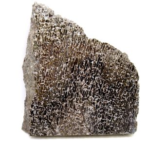 Cretaceous Dinosaur Fossil Polished Bone Slice for Sale #105 - 3.70"