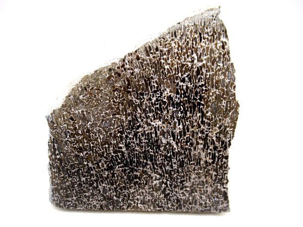 Cretaceous Dinosaur Fossil Polished Bone Slice for Sale #105 - 3.70" - Image 2