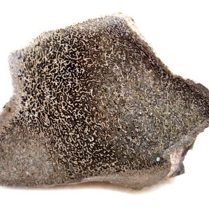 Cretaceous Dinosaur Fossil Polished Bone Slice for Sale #106 - 4.33"