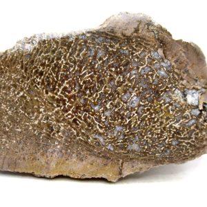 Genuine Cretaceous Age Polished Dinosaur Bone Slice for Sale from Morocco #75