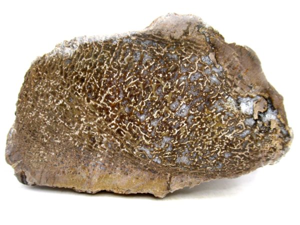 Genuine Cretaceous Age Polished Dinosaur Bone Slice for Sale from Morocco #75