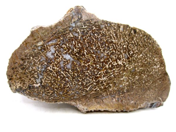 Genuine Cretaceous Age Polished Dinosaur Bone Slice for Sale from Morocco #75a