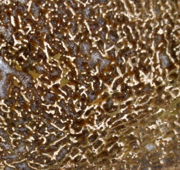 Genuine Cretaceous Age Polished Dinosaur Bone Slice for Sale from Morocco #75b