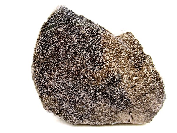 Genuine Cretaceous Age Polished Dinosaur Bone Slice for Sale from Morocco #76a