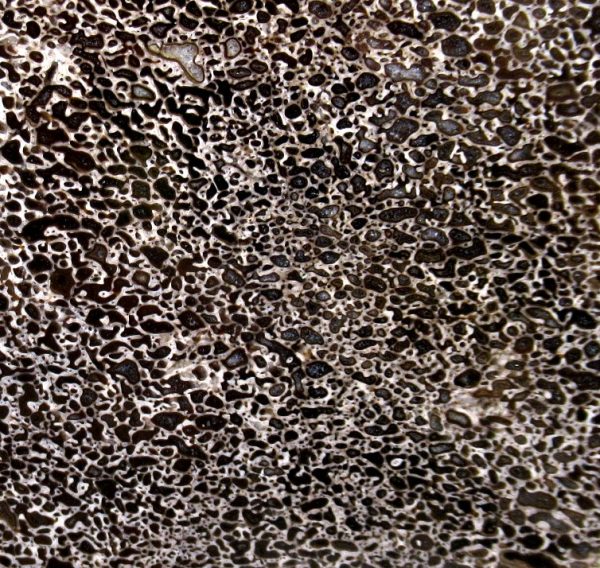 Genuine Cretaceous Age Polished Dinosaur Bone Slice for Sale from Morocco #76b