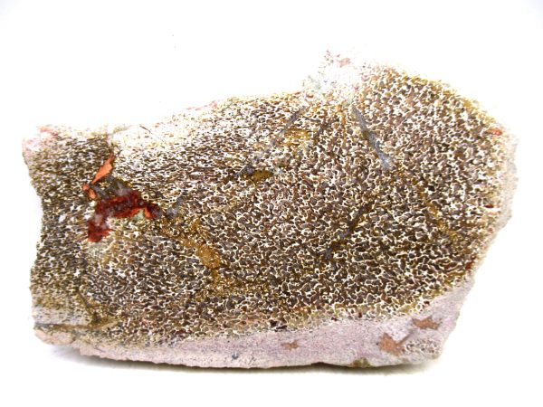 Genuine Cretaceous Age Polished Dinosaur Bone Slice for Sale from Morocco #77