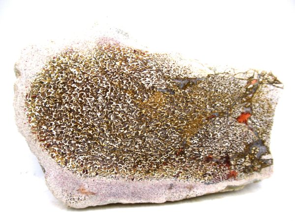 Genuine Cretaceous Age Polished Dinosaur Bone Slice for Sale from Morocco #77a