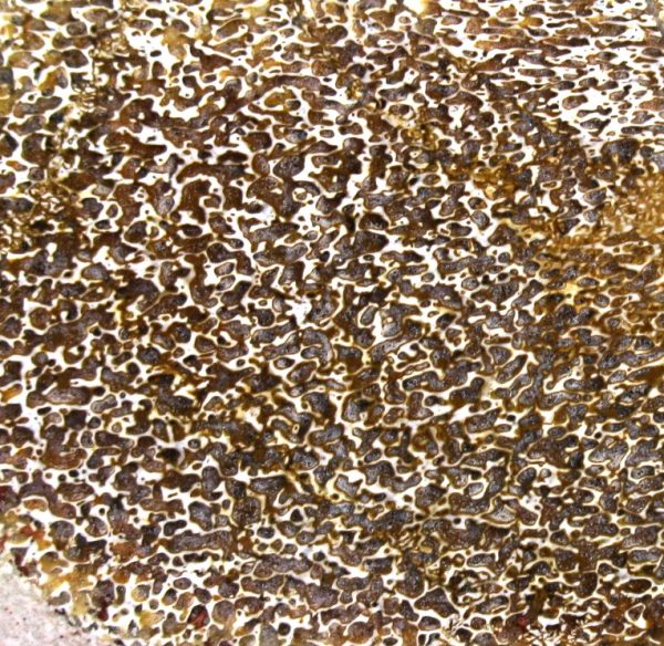 Genuine Cretaceous Age Polished Dinosaur Bone Slice for Sale from Morocco #77b