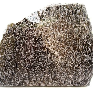 Genuine Cretaceous Age Polished Dinosaur Bone Slice for Sale from Morocco #79