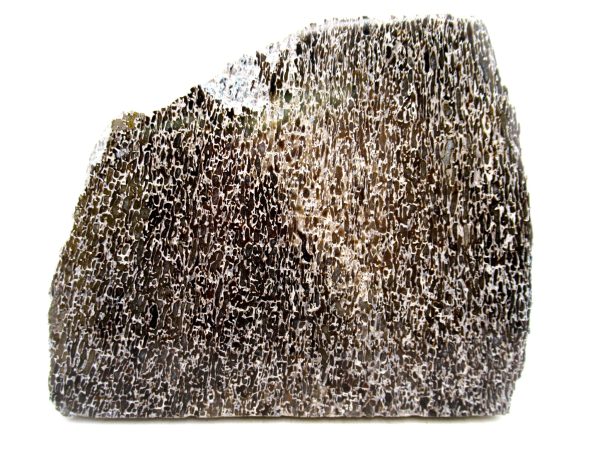 Genuine Cretaceous Age Polished Dinosaur Bone Slice for Sale from Morocco #79
