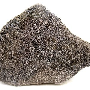 Genuine Cretaceous Age Polished Dinosaur Bone Slice for Sale from Morocco #80