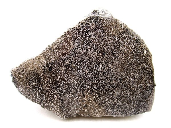 Genuine Cretaceous Age Polished Dinosaur Bone Slice for Sale from Morocco #80a
