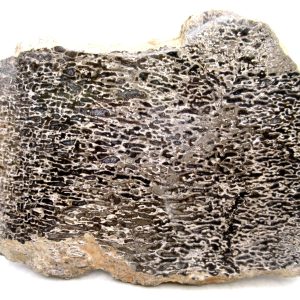 Genuine Cretaceous Age Polished Dinosaur Bone Slice for Sale from Morocco #81