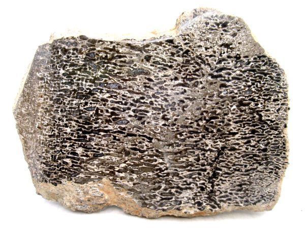 Genuine Cretaceous Age Polished Dinosaur Bone Slice for Sale from Morocco #81
