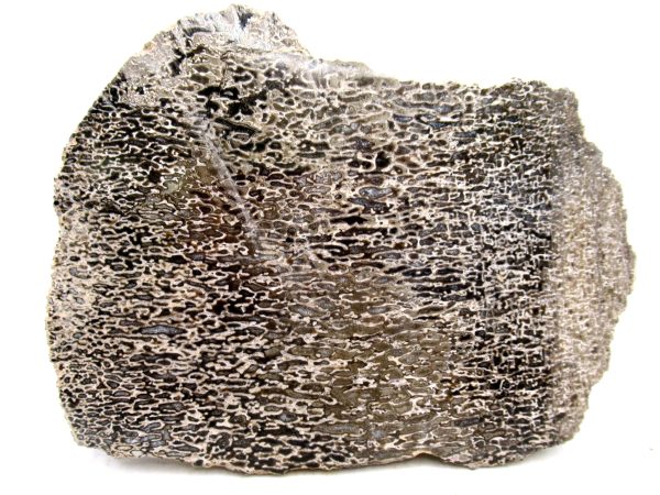 Genuine Cretaceous Age Polished Dinosaur Bone Slice for Sale from Morocco #81a