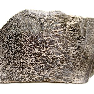 Genuine Cretaceous Age Polished Dinosaur Bone Slice for Sale from Morocco #82