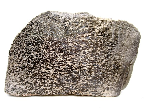 Genuine Cretaceous Age Polished Dinosaur Bone Slice for Sale from Morocco #82