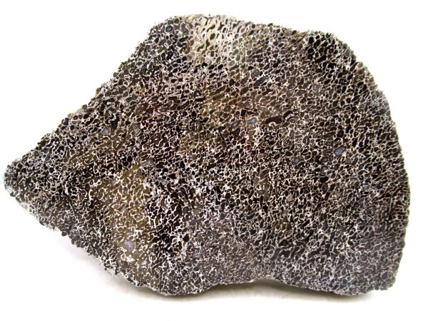 Cretaceous Dinosaur Fossil Polished Bone Slice for Sale #83 - 5.17" Gem Dinosaur Bone