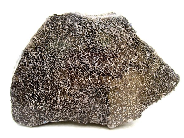 Cretaceous Dinosaur Fossil Polished Bone Slice for Sale #83 - 5.17" Gem Dinosaur Bone - Image 2
