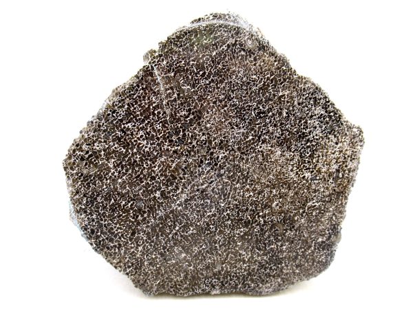 Cretaceous Dinosaur Fossil Polished Bone Slice for Sale #84 - 4.73" Gem Dinosaur Bone