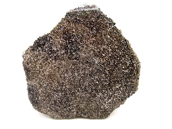 Cretaceous Dinosaur Fossil Polished Bone Slice for Sale #84 - 4.73" Gem Dinosaur Bone - Image 2