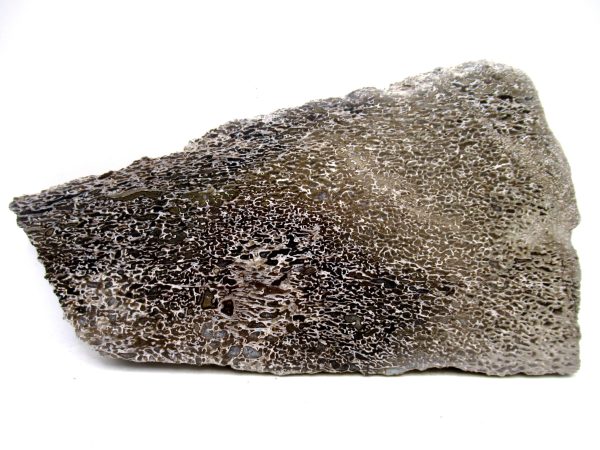 Cretaceous Dinosaur Fossil Polished Bone Slice for Sale #85 - 5.89" PATHOLOGICAL - Image 4