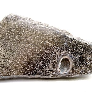 Genuine Cretaceous Age Polished Dinosaur Bone Slice for Sale from Morocco #85a