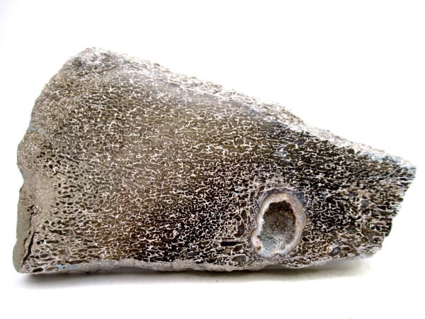 Cretaceous Dinosaur Fossil Polished Bone Slice for Sale #85 - 5.89" PATHOLOGICAL