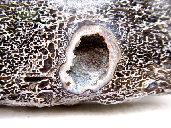 Cretaceous Dinosaur Fossil Polished Bone Slice for Sale #85 - 5.89" PATHOLOGICAL - Image 3