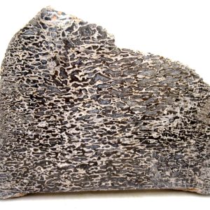 Genuine Cretaceous Age Polished Dinosaur Bone Slice for Sale from Morocco #86