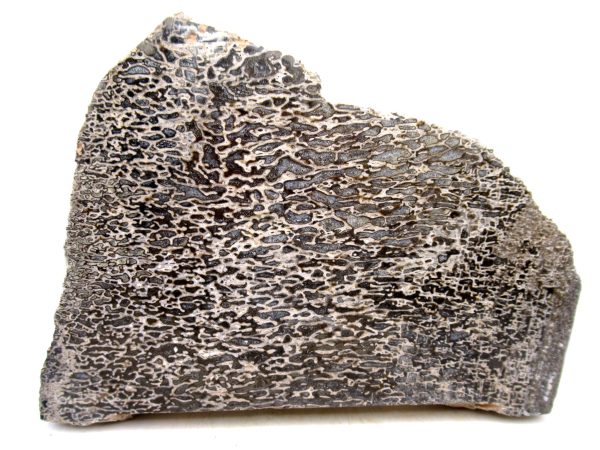 Cretaceous Dinosaur Fossil Polished Bone Slice for Sale #86 - 5.53"