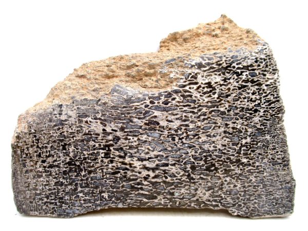 Cretaceous Dinosaur Fossil Polished Bone Slice for Sale #86 - 5.53" - Image 2