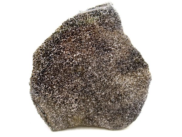 Cretaceous Dinosaur Fossil Polished Bone Slice for Sale #87 - 5.27"