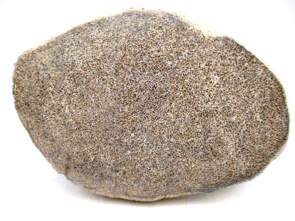 Cretaceous Dinosaur Fossil Polished Bone Slice for Sale #88 - 5.77"