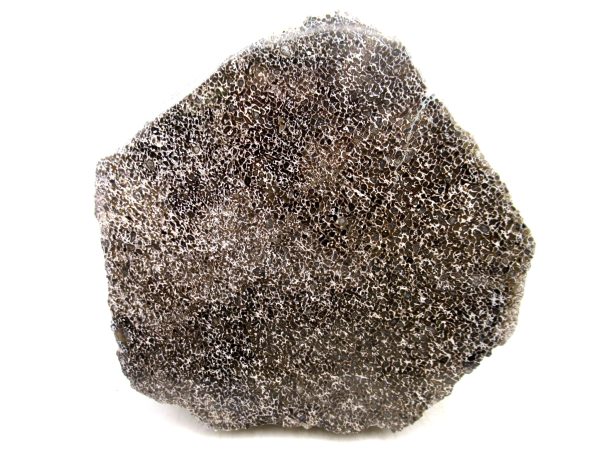 Cretaceous Dinosaur Fossil Polished Bone Slice for Sale #89 - 4.78" - Image 2