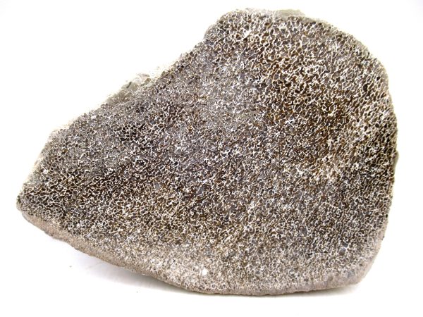 Cretaceous Dinosaur Fossil Polished Bone Slice for Sale #90 - 5.73"
