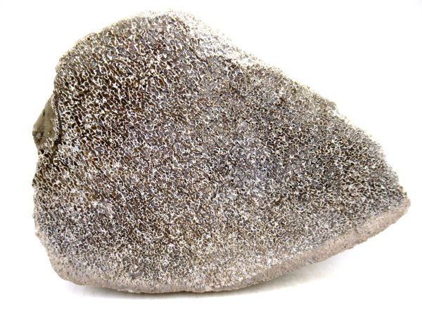 Cretaceous Dinosaur Fossil Polished Bone Slice for Sale #90 - 5.73" - Image 2