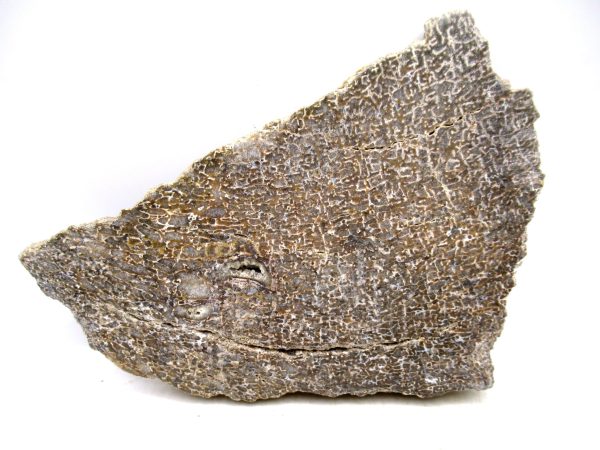 Genuine Cretaceous Age Polished Dinosaur Bone Slice for Sale from Morocco #91