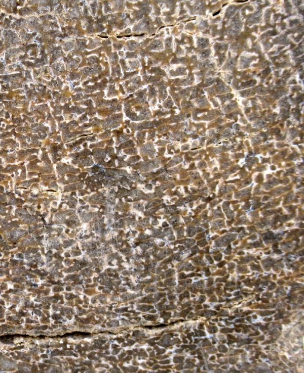 Genuine Cretaceous Age Polished Dinosaur Bone Slice for Sale from Morocco #91b