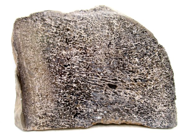 Cretaceous Dinosaur Fossil Polished Bone Slice for Sale #92 - 6.30"