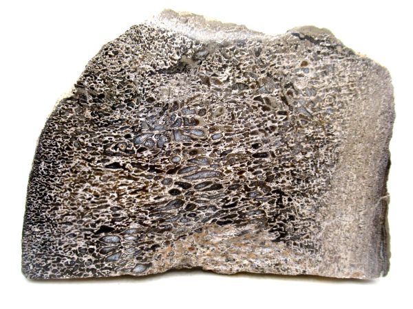 Cretaceous Dinosaur Fossil Polished Bone Slice for Sale #92 - 6.30" - Image 2