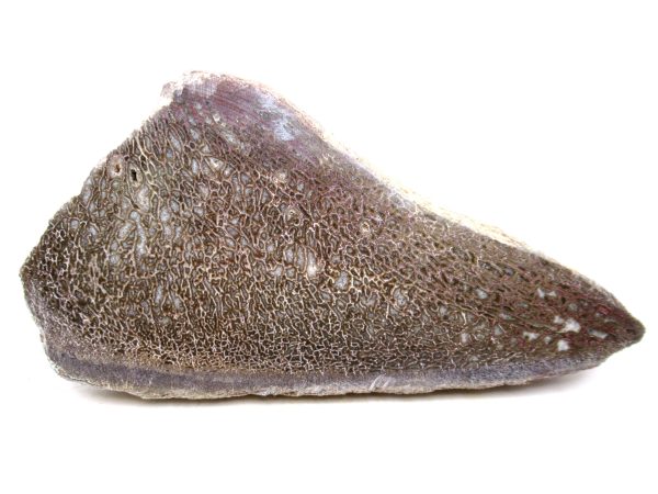 Genuine Cretaceous Age Polished Dinosaur Bone Slice for Sale from Morocco #93