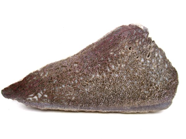 Genuine Cretaceous Age Polished Dinosaur Bone Slice for Sale from Morocco #93a