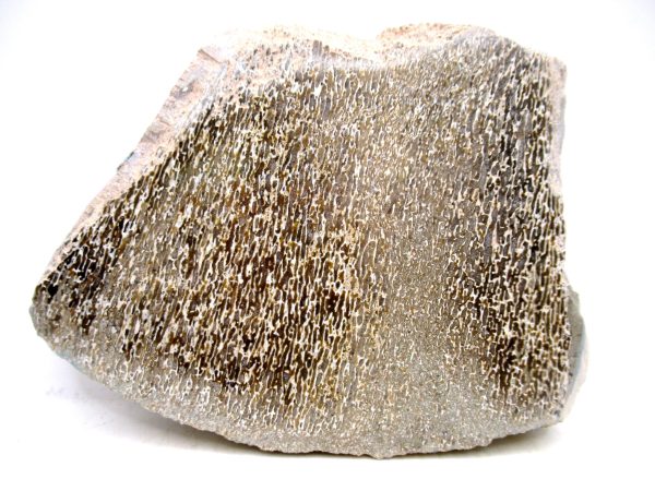 Genuine Cretaceous Age Polished Dinosaur Bone Slice for Sale from Morocco #94