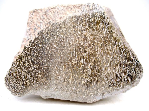 Genuine Cretaceous Age Polished Dinosaur Bone Slice for Sale from Morocco #94a