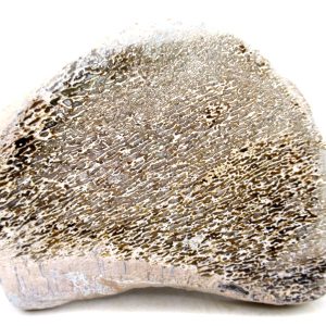 Genuine Cretaceous Age Polished Dinosaur Bone Slice for Sale from Morocco #95